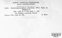 Gymnosporangium gracilens image